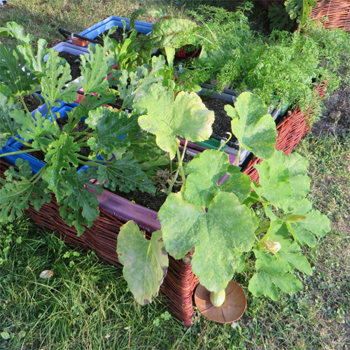 Les légumes cultivés en potager portatif avec le pot LegumCub.