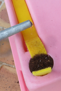Cette photo illustre la pousse d'un légume cultivé dans un legumcub (avec l'accessoire legumcone).