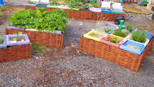 Gros plan de légumes à différents stades de la pousse avec l'accessoire jardin legumland.