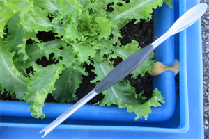 Cette photo illustre la pousse d'un légume cultivé dans un legumcub (avec l'accessoire legumserre).