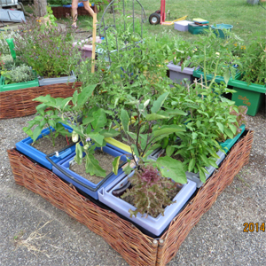 Un carré avec des plantes à légumes, celui ci est le carré du soleil, aubergine, tomate, poivron...