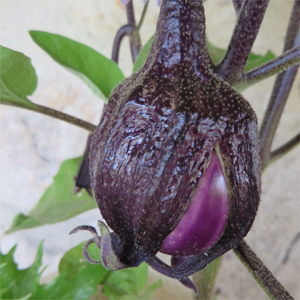 Une aubergine violette va bientôt venir colorer la ratatouille.