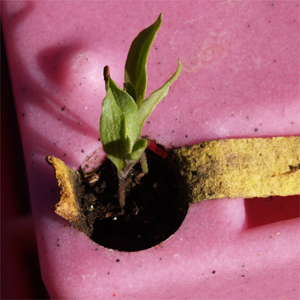 Les plantules d'aubergine sont vigoureuses grâce à un système racinaire étendu au sein du cône.