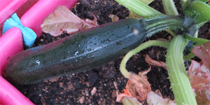 Cette courgette n'attend plus que le jardinier en legumcub pour la cueillette.