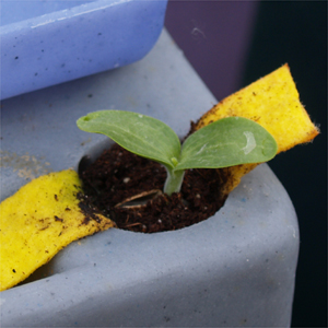 Ne conserver qu'un seul plant par legumcone afin de bien laisser se développer le plant de courgette.