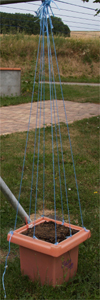 Un legumcub est équipé de fils liés en partie haute au piquet à linge.