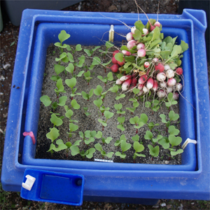 Une botte de radis avec la production suivante dans un legumcub.