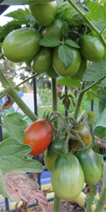 Les tomates prune donnent des fruits rouge/noir bien calibrés.