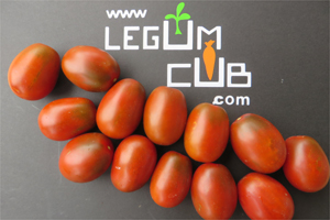La tomate prune est une plante prolifique en légumecub